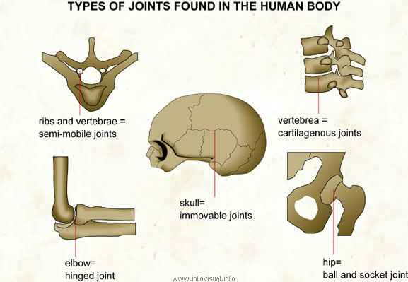 Types of joints found in the human body